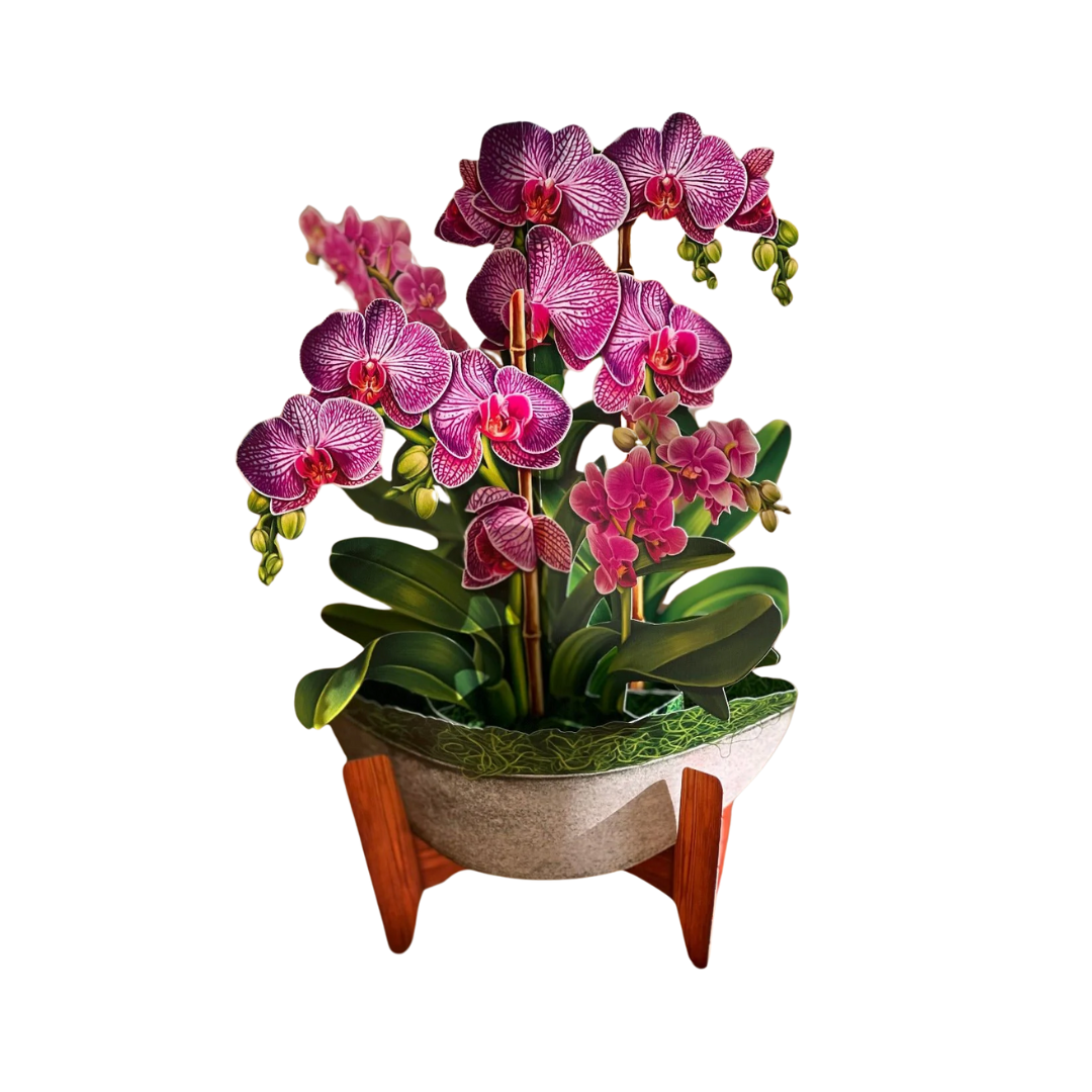Orchid Oasis