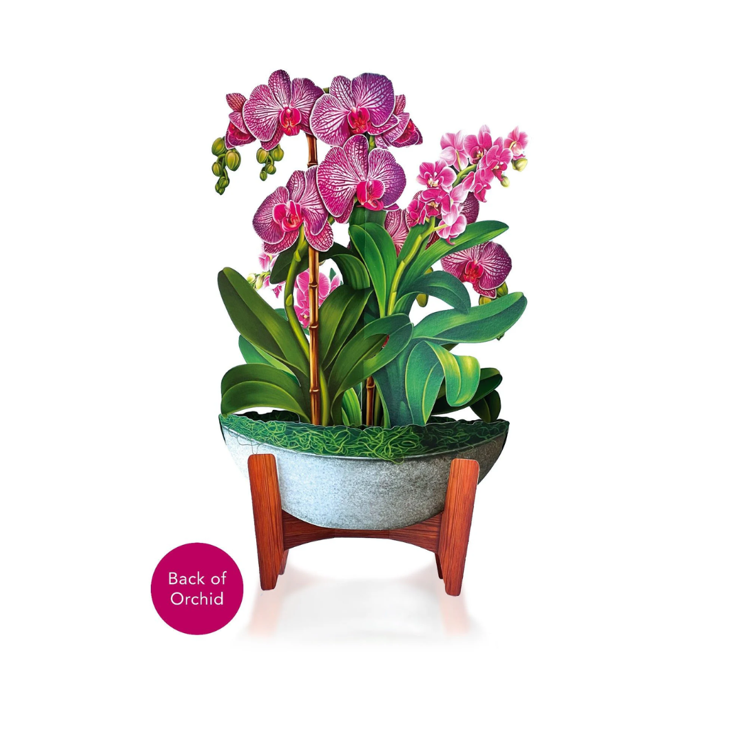 Orchid Oasis