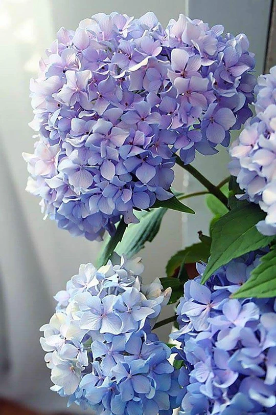 Happily Hydrangea Paint by Number Kit