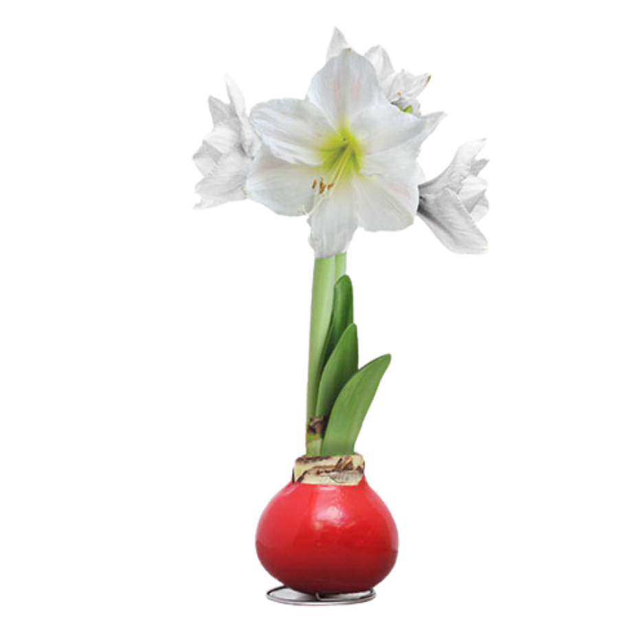 Waxed Amaryllis Bulb