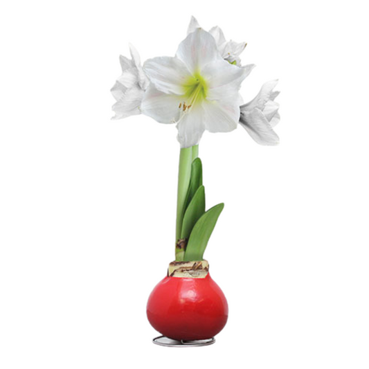 Waxed Amaryllis Bulb